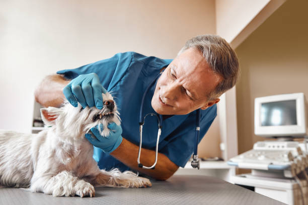 Best Walk-In Emergency Dentist in Pen Mar, PA